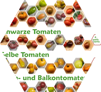 Samenfeste Bio-Tomaten-Vielfalt