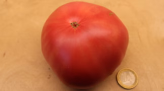 Schlesische Himbeere Bio-Pflanze