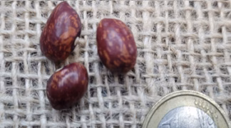 Stangenbohne ’Schneiderbohne’ Bio-Saatgut