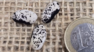 Buschbohne ’Schwarze Dalmatiner’ Bio-Saatgut