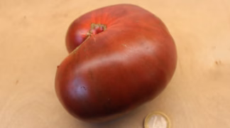 Schwarzer Prinz Bio-Saatgut