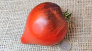 Sgt. Peppers Bio-Saatgut