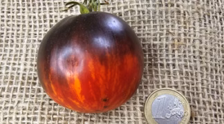 Shadow Boxing Bio-Saatgut