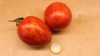 Shimmeig Creg Bio-Saatgut