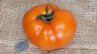 Silbertanne Bio-Saatgut