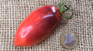 Silvka Gurman Bio-Saatgut