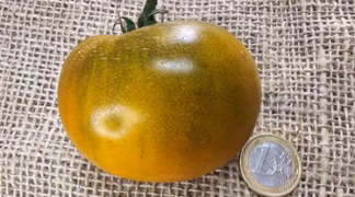 Smaragdapfel Bio-Saatgut