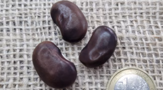 Feuerbohne ’Sophies Türken braun’ Bio-Saatgut