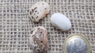 Feuerbohne ’Sophies Türken weiß’ Bio-Saatgut