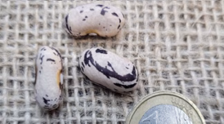 Stangenbohne ’Stregonta’ Bio-Saatgut