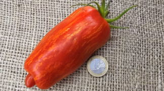 Striped Roman Bio-Saatgut