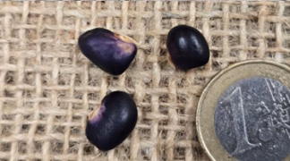 Stangenbohne ’Succotash’ Bio-Saatgut