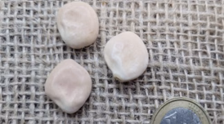 Süßlupine ’A Seme Grosso’ Bio-Saatgut