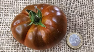 Sweet Marmande Bio-Saatgut