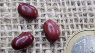 Reiserbohne ’Tarahumara Bakamina’ Bio-Saatgut