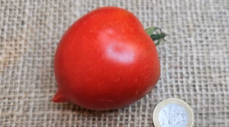 Tarasenko Bio-Pflanze