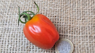 Taubenherz Bio-Pflanze