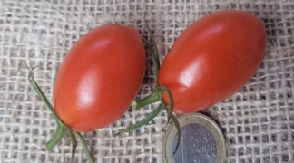 Teardrop Bio-Pflanze