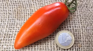 Tegucigalpa Bio-Pflanze