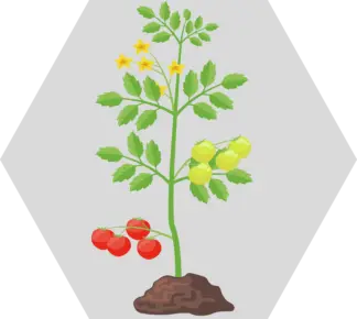 Tomate: Kultivierung und Pflege