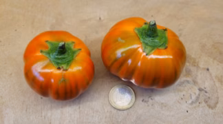 Aubergine 'Turkish Orange' Bio-Pflanze