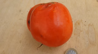 Ukraine I Bio-Pflanze