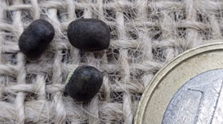 Buschbohne ’Urdbohne’ Bio-Saatgut