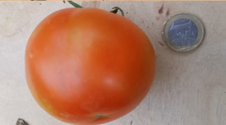 Vatikangarten Bio-Pflanze