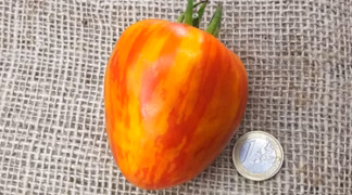 Veit`s Spezial Bio-Pflanze