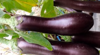 Aubergine 'Violetta lunga 3' Bio-Pflanze