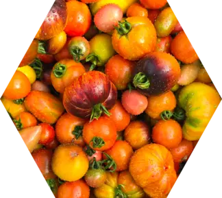 Vorteil von vielfältigen Bio-Tomaten-Sorten