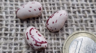 Buschbohne ’Wachtel Mainbernheim’ Bio-Saatgut