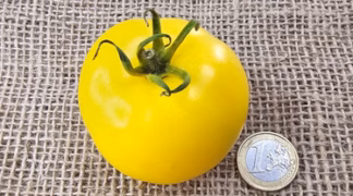 White Sensation Bio-Saatgut