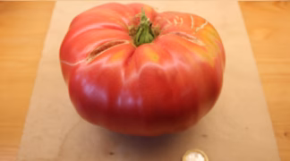 Wunder des Landes Bio-Pflanze