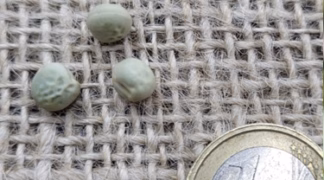 Markerbse ’Wunder von Kelvedon’ Bio-Saatgut