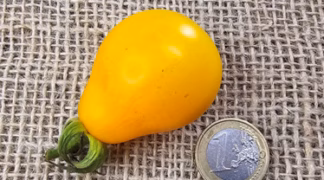 Yellow Submarine Bio-Saatgut