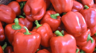 Blockpaprika 'Yolo Wonder' Bio-Pflanze