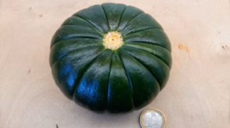 Zucchini 'Zaphito' Bio-Saatgut