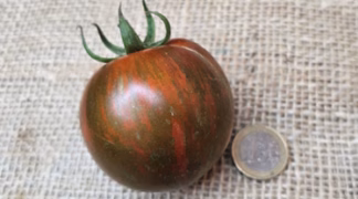 Zebra Black Bio-Pflanze