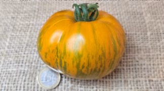 Zebra Gelb Bio-Pflanze