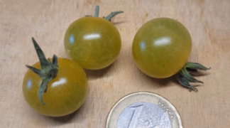 Zuckersüße Schnecke Bio-Pflanze