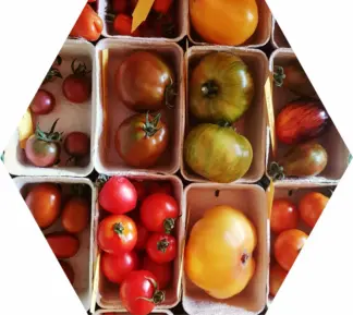 Tomaten-Verkostung für Zuhause