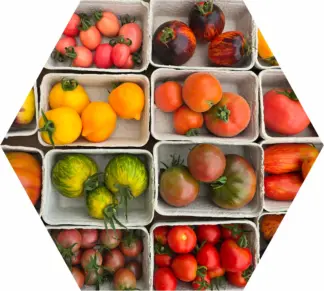 Tomatenverkostung für Zuhause