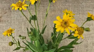 Arnica chamissonis ssp. Foliosa | Amerikanische Arnika Bio-Pflanze