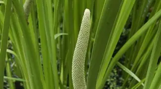 Acorus americanus | Amerikanischer Kalmus Bio-Pflanze