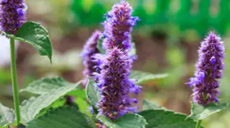 Agastache foeniculum | Anis-Ysop Bio-Pflanze