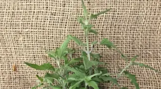 Agastache aurantiaca | Aprikosen-Melisse Bio-Pflanze