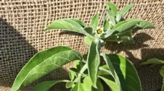 Withania somnifera | Ashwagandha Bio-Pflanze