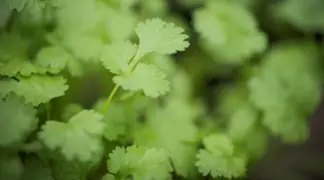 Oenanthe stolonifera | Asiatische Wasser-Petersilie Bio-Pflanze