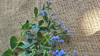 Mertensia maritima | Austernpflanze Bio-Pflanze
